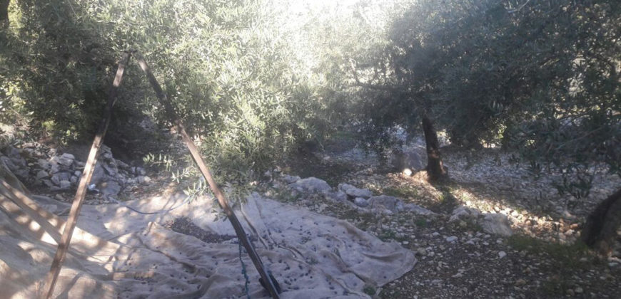Land for Sale Jrabta Batroun Area 2777Sqm