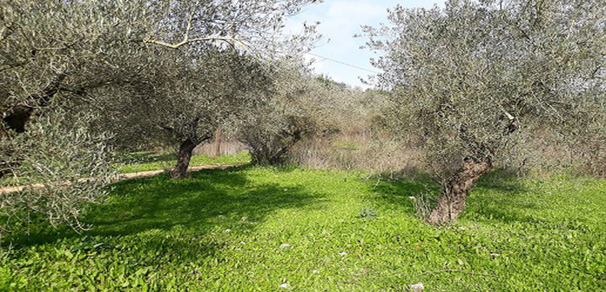 Land for Sale Ain Kfaa Jbeil Area 3175Sqm