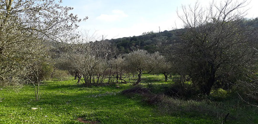 Land for Sale Ain Kfaa Jbeil Area 3175Sqm