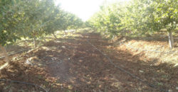 Land for Sale Aaqoura ( Laqlouq ) Jbeil Area 1825Sqm