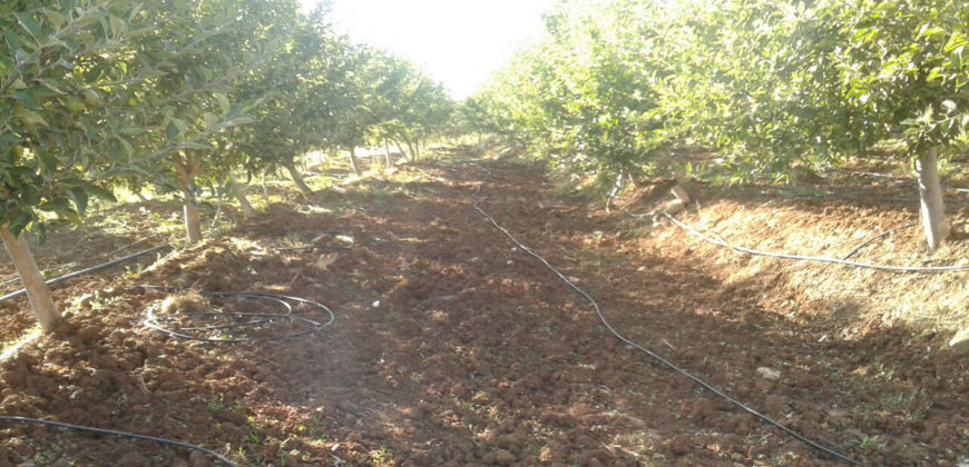 Land for Sale Aaqoura ( Laqlouq ) Jbeil Area 1825Sqm