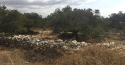 Land for Sale Bekhaaz Jbeil Area 4280Sqm