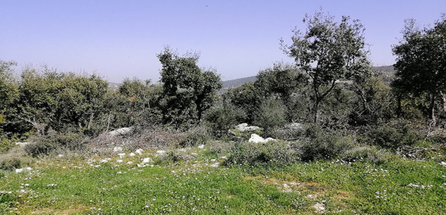 Land for Sale Kharbeh Jbeil Area 870Sqm