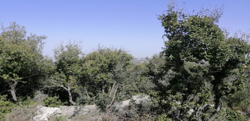 Land for Sale Kharbeh Jbeil Area 870Sqm