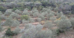 Land for Sale Kfar Hay Batroun Area 2000Sqm