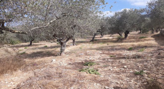 Land for Sale Ain Kfaa Jbeil Area 1331Sqm