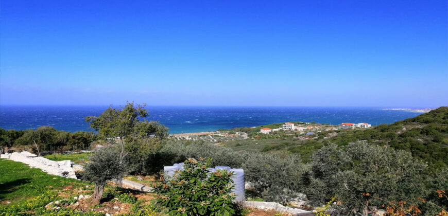 Land for Sale Berbara Jbeil Area 962Sqm