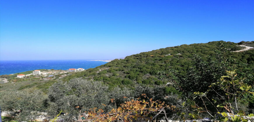 Land for Sale Berbara Jbeil Area 962Sqm