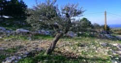 Land for Sale Berbara Jbeil Area 962Sqm