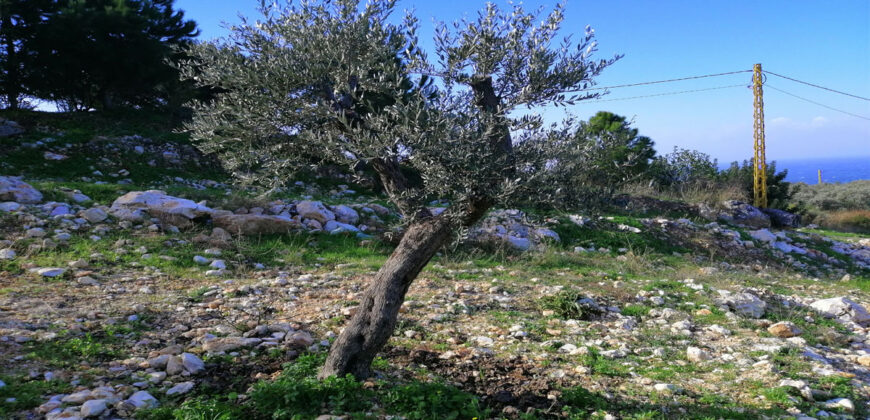 Land for Sale Berbara Jbeil Area 962Sqm