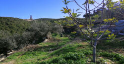 Land for Sale Berbara Jbeil Area 962Sqm