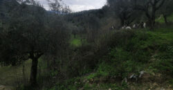 Land for Sale Btaaboura Koura Area 20347Sqm