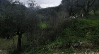 Land for Sale Btaaboura Koura Area 20347Sqm