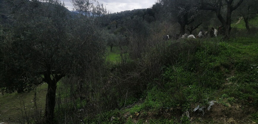 Land for Sale Btaaboura Koura Area 20347Sqm
