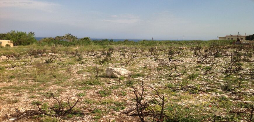 Land for Sale Berbara Jbeil Area 1654Sqm