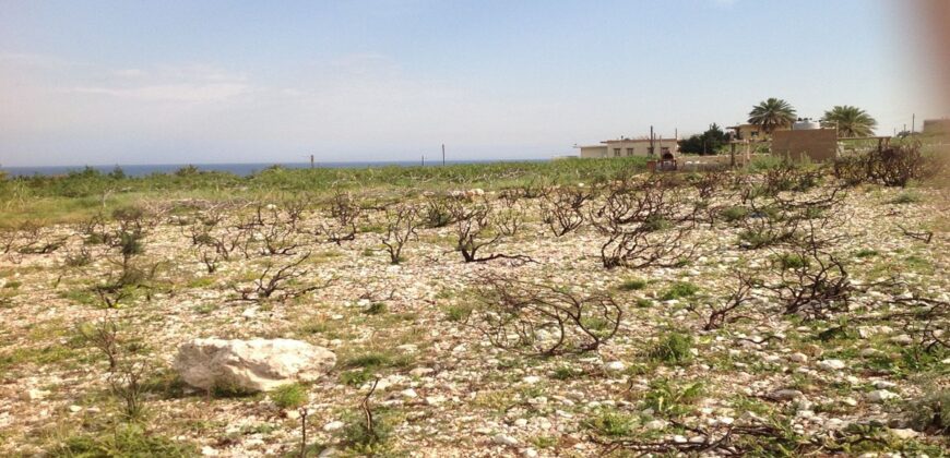 Land for Sale Berbara Jbeil Area 1654Sqm