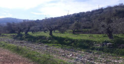 Land for Sale Ain Kfaa Jbeil Area 1294Sqm