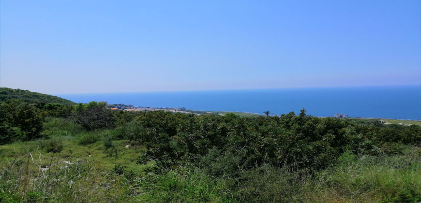 Land for Sale Berbara Jbeil Area 1155Sqm