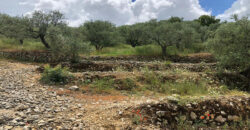 Land for Sale Ftahat Batroun Area 1764Sqm