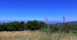 Land for Sale Chabtine Batroun Area 1955Sqm