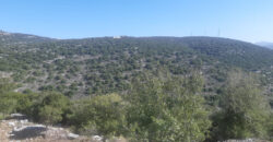Land for Sale Chabtine Batroun Area 12500Sqm