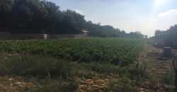 Land for Sale Maad Jbeil Area 3282Sqm