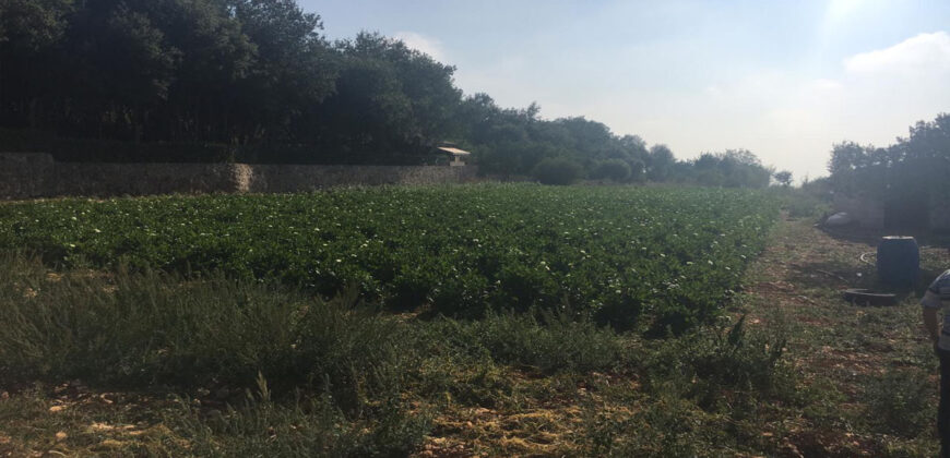 Land for Sale Maad Jbeil Area 3282Sqm