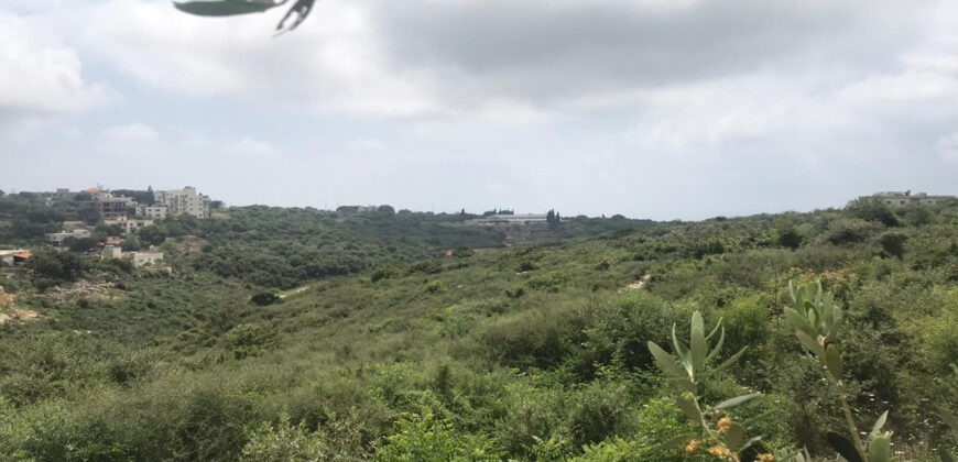 Land for Sale Monsef Jbeil Area 1363Sqm