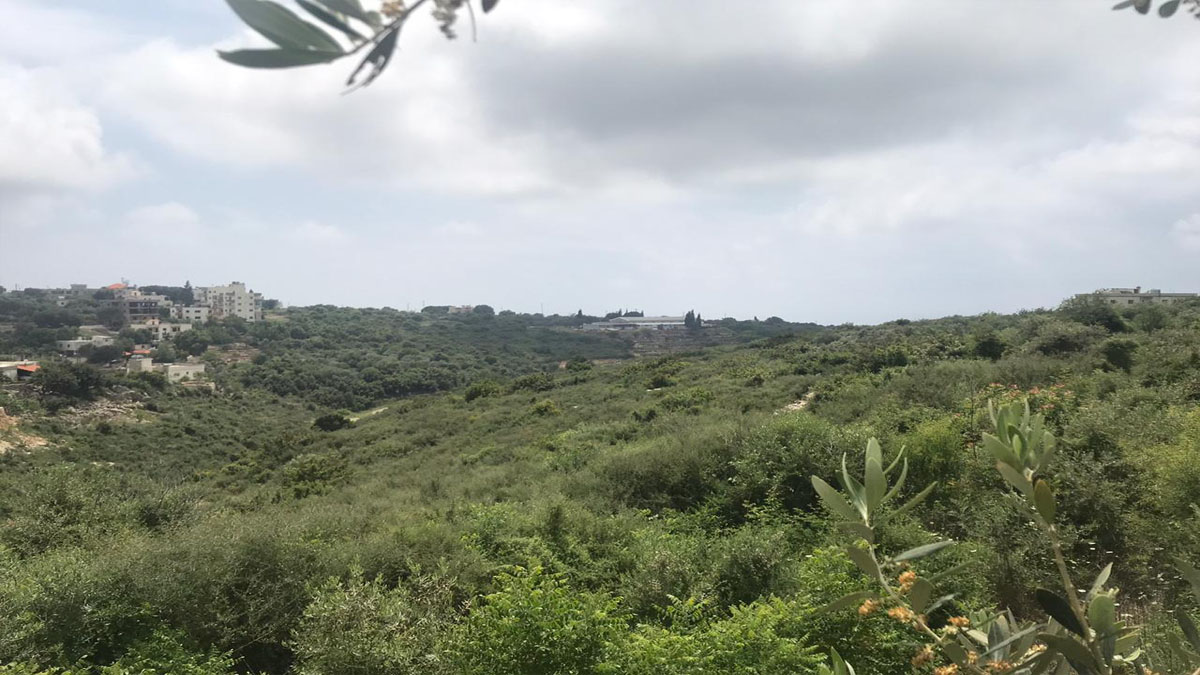 Land for Sale Monsef Jbeil Area 1363Sqm