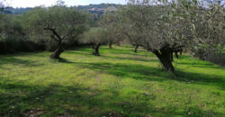 Land for sale Ain kfaa Jbeil Area 6400Sqm