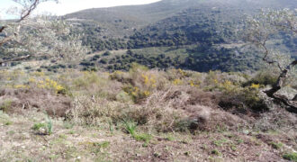 Land for Sale Bejdarfil Batroun Area 7019Sqm