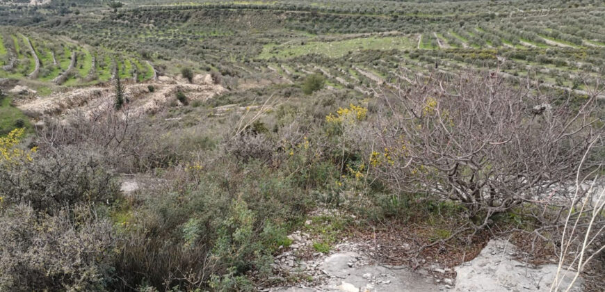 Land for Sale Bziza Koura Area 11000Sqm