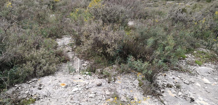Land for Sale Bziza Koura Area 11000Sqm