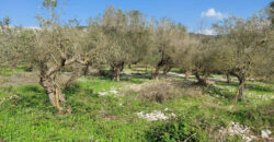 Land for Sale Ain Kfaa Jbeil Area 1300Sqm