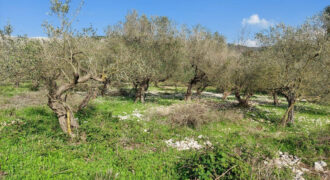 Land for Sale Ain Kfaa Jbeil Area 1300Sqm