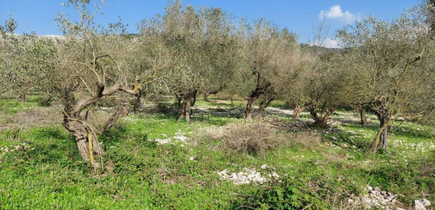 Land for Sale Ain Kfaa Jbeil Area 1300Sqm
