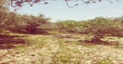 Land for Sale Toula Batroun Area 1085Sqm