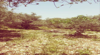 Land for Sale Toula Batroun Area 1085Sqm