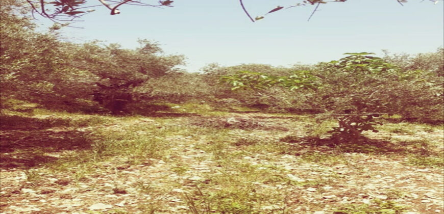 Land for Sale Toula Batroun Area 1085Sqm