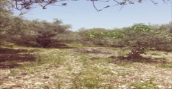 Land for Sale Toula Batroun Area 1085Sqm