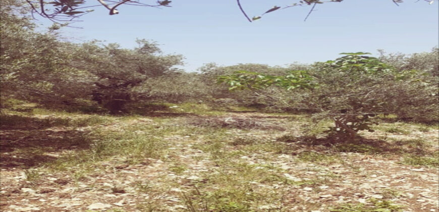 Land for Sale Toula Batroun Area 1085Sqm
