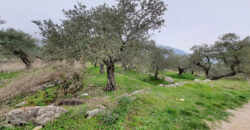 Land for Sale Douma Batroun Area 5294Sqm