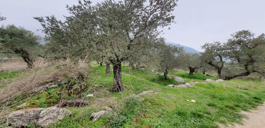 Land for Sale Douma Batroun Area 5294Sqm