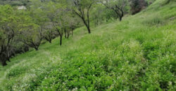 Land for Sale Ain Kfaa Jbeil Area 5591Sqm