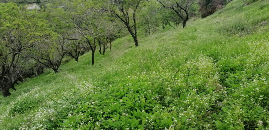 Land for Sale Ain Kfaa Jbeil Area 5591Sqm