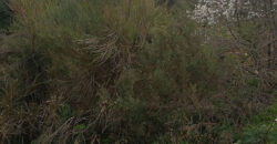 Land for Sale Bechtoudar – Aoura Batroun Area 1500Sqm
