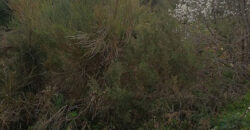 Land for Sale Bechtoudar – Aoura Batroun Area 1500Sqm