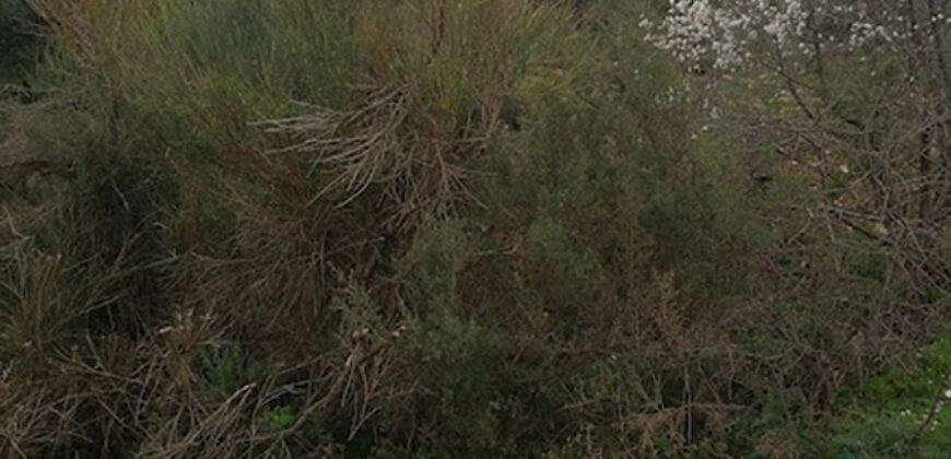 Land for Sale Bechtoudar – Aoura Batroun Area 1500Sqm
