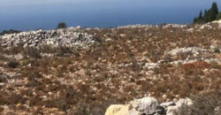 Land for Sale Maad Jbeil Area 11000Sqm