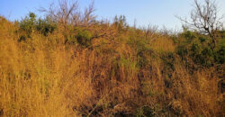 Land for Sale Bejjeh Jbeil Area 6800Sqm
